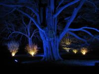 Blue Spotlight Tree